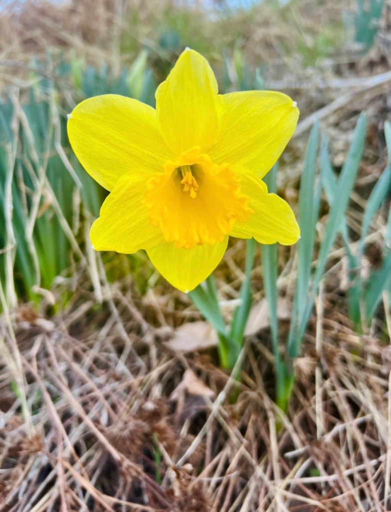 Bright yellow daffodil blooming from dry ground, symbolizing resurrection and new beginnings.