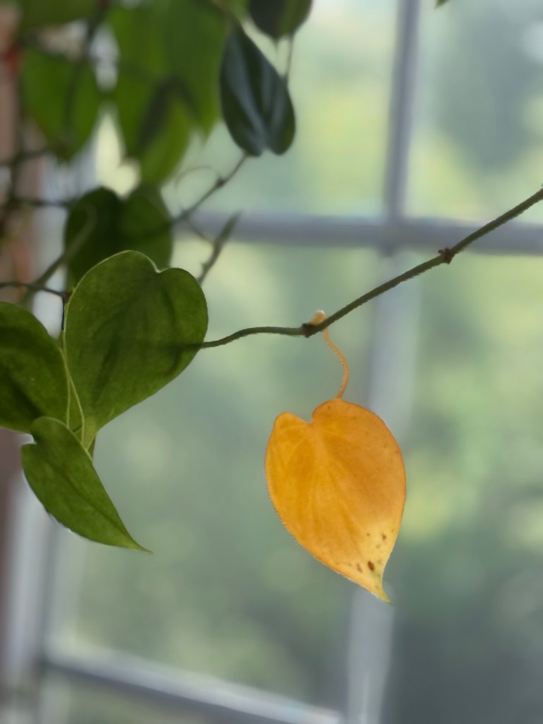 A golden yellow leaf on a trailing vine near a bright window, surrounded by green leaves and new growth, symbolizing the living witness that remains while the resurrected woman grows into her reclaimed life rooted in God.